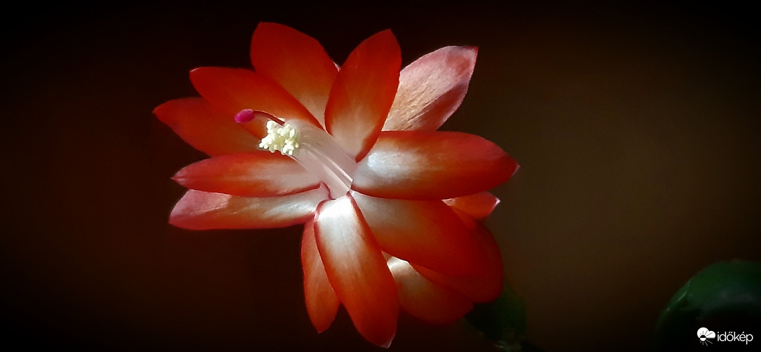 Megtisztelve, pompába öltöztem ma estére :)