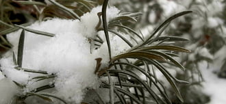 Nem csak nyáron szép a levendula :))