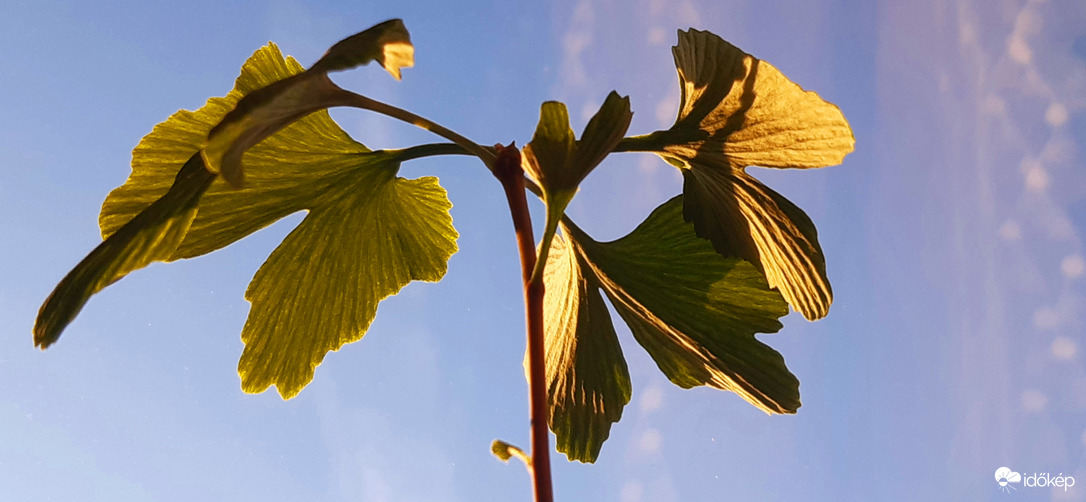 Ginkgom a reggeli napsugarakban :)
