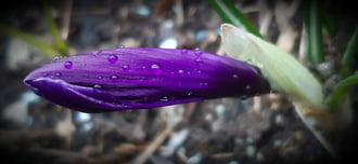 Szeged, esős hétfő...