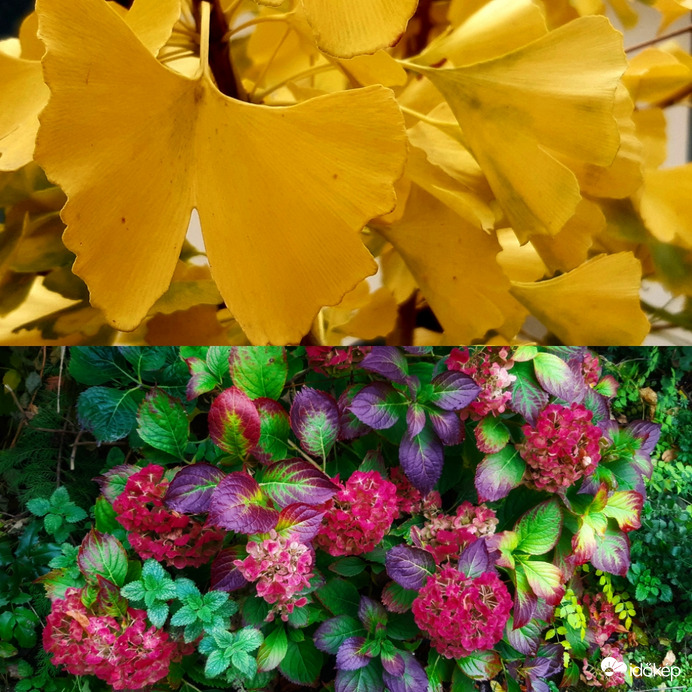 Őszi színjáték két felvonásban :))