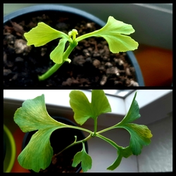 A két tesó, Bil és Biloba :))