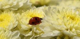 Szégyenlős katicabogár.