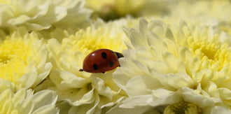 Szégyenlős katicabogár.