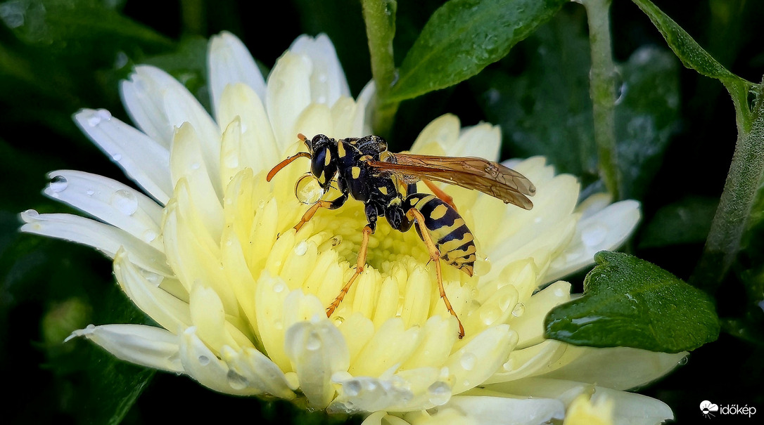 Darázs a krizi-pihenőben.