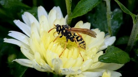 Darázs a krizi-pihenőben.