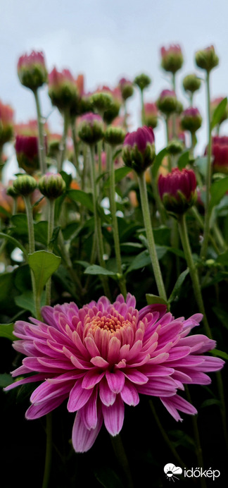 Rózsaszín krizantém 4.