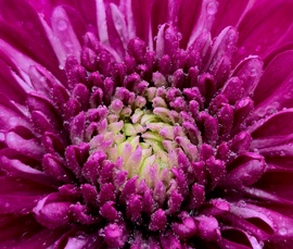 Rózsaszín krizantém 3.