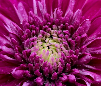 Rózsaszín krizantém 3.