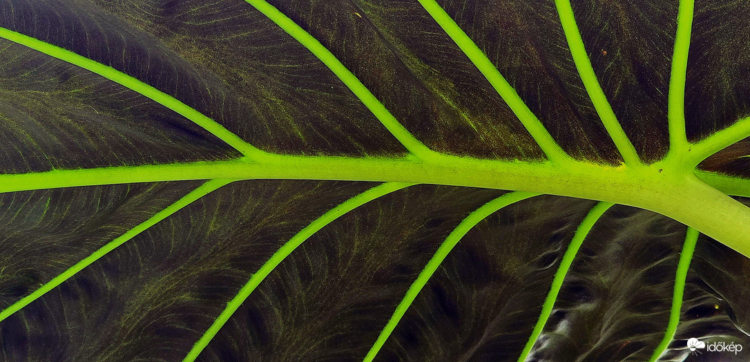 Vibráló alocasia levelek.