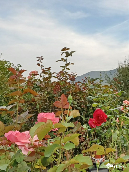 Parád