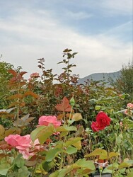 Parád
