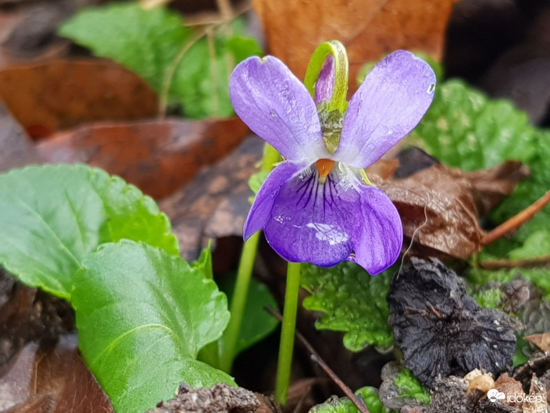 Harmatos ibolya