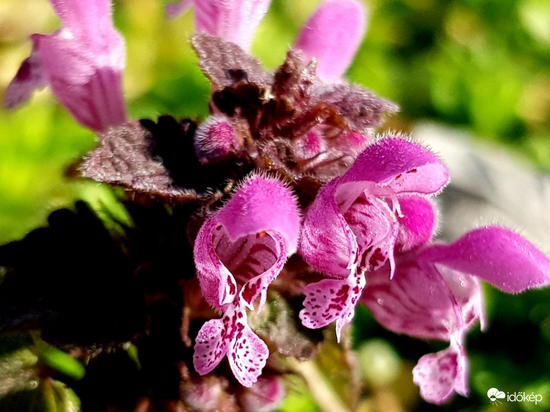Mint egy orchidea