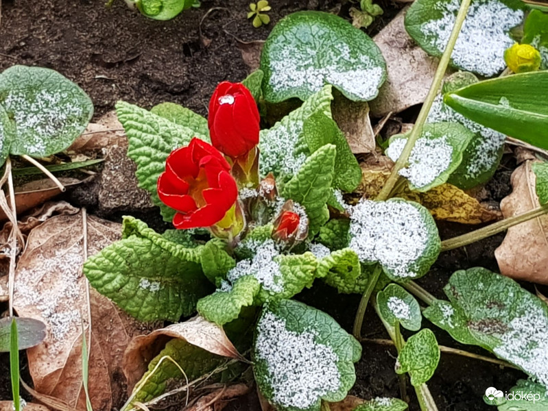 2020.03.23 Havas primula