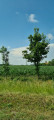 Békéscsaba