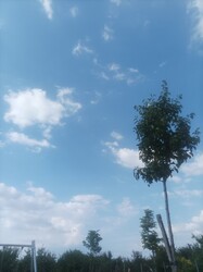 Szentes