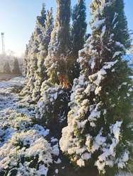 Csemő