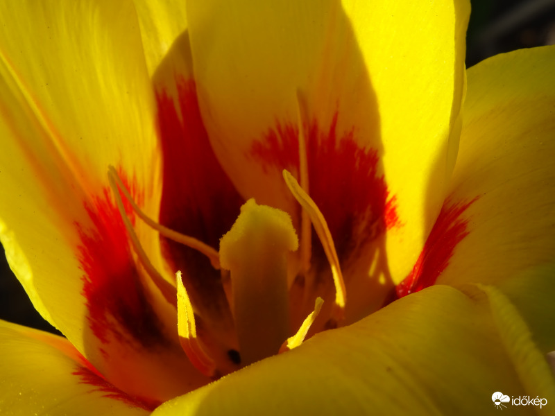 Tulipán makró 