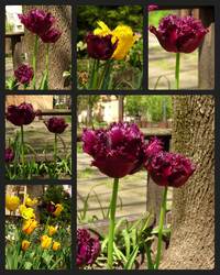 Crispa tulipánok