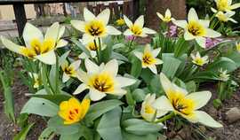 Szépséges tulipánok