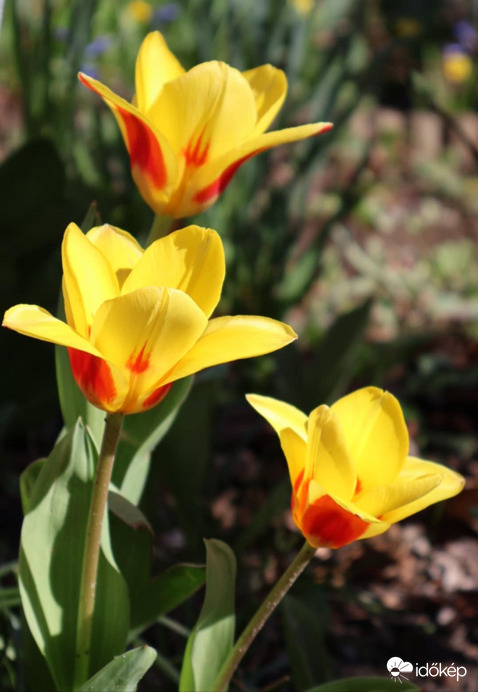 Tulipán trió...