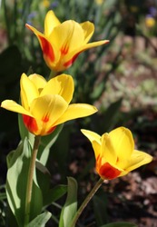 Tulipán trió...