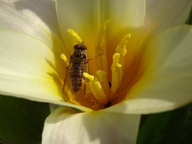 Tulipán lakója