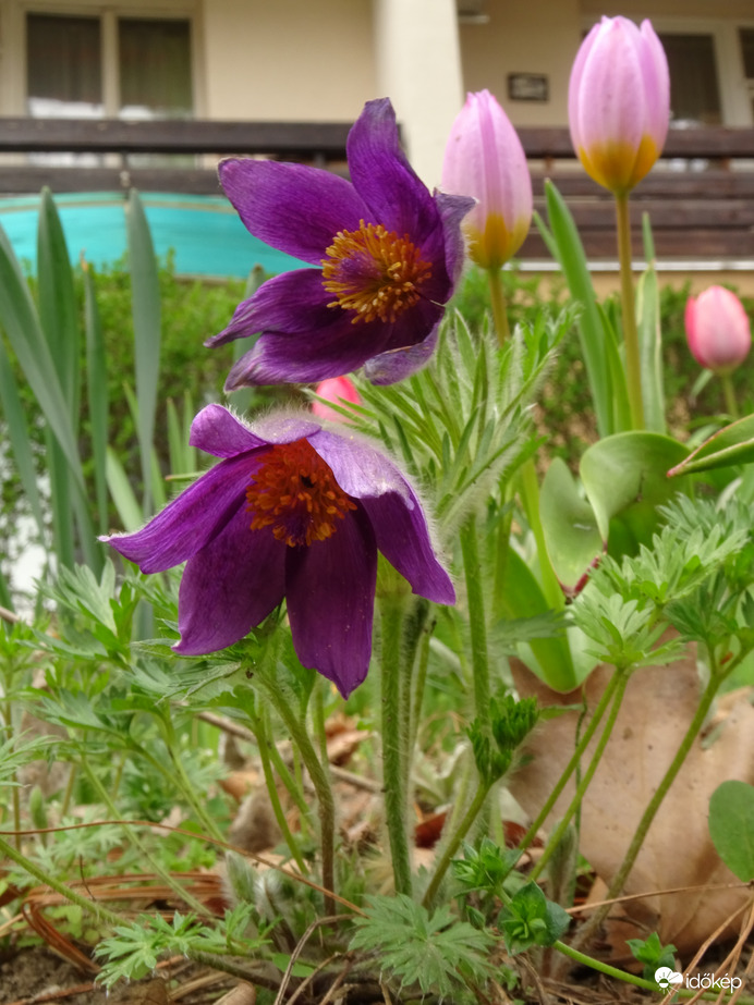 Kökörcsinek és a tulipánok
