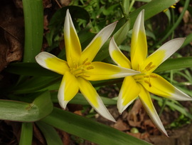 Különleges tulipán
