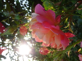 Napsütötte rózsa