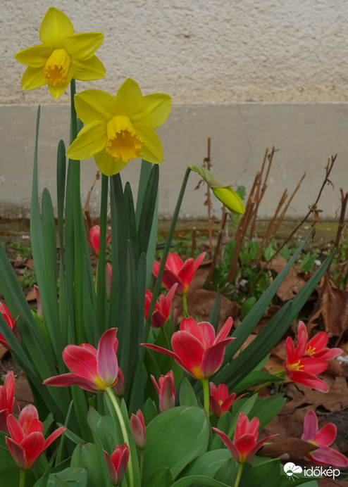 Nárciszok és a tulipánok