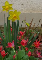 Nárciszok és a tulipánok