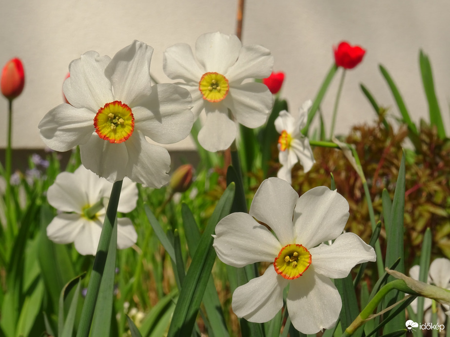 Nárciszok és a tulipánok 2