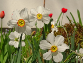 Nárciszok és a tulipánok 2