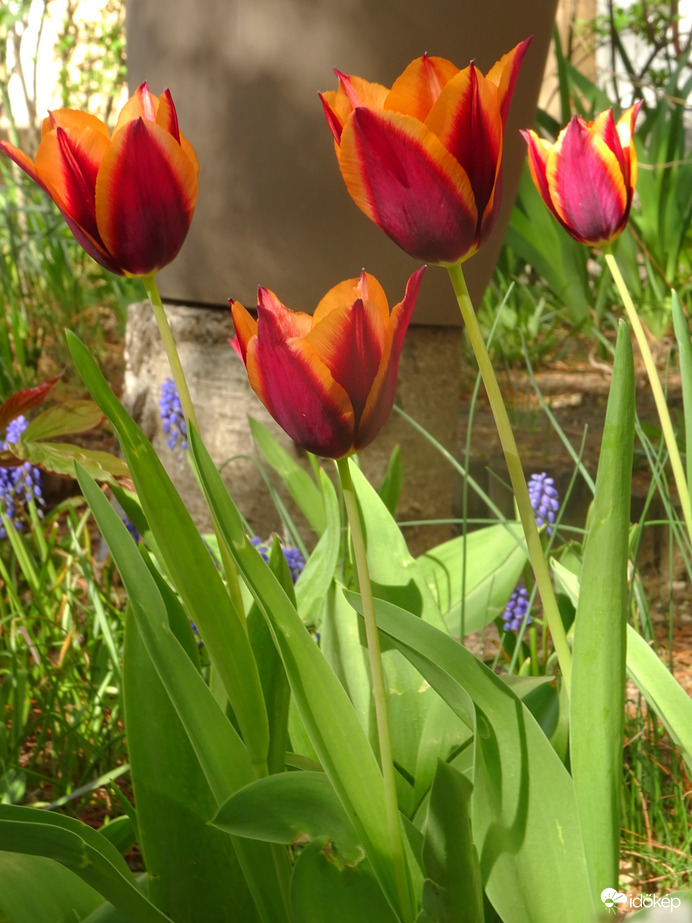 Tulipánok....