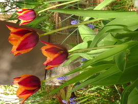 Tulipánok....