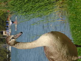 Hattyú fióka pózol...