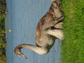 Hattyú testvérek... 