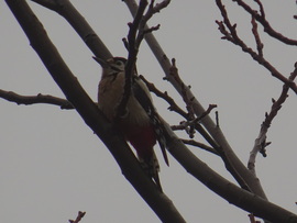 Elbújt de megtaláltam...