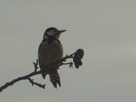 Kezdjük madarasan a 2026-ot....