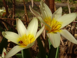 Idei év legelső tulipánjai 