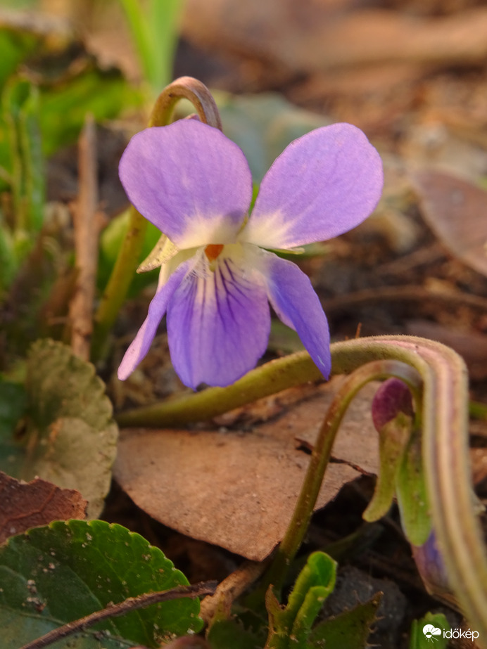 Én is megérkeztem...