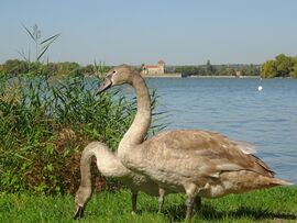 Türelem meghozta gyümölcsét....