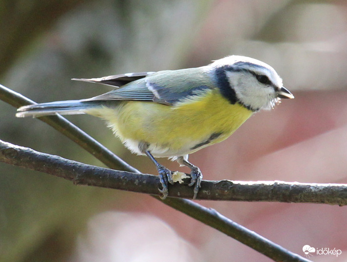 Hú, de süvít ez a szél! - Kékcinke eszeget