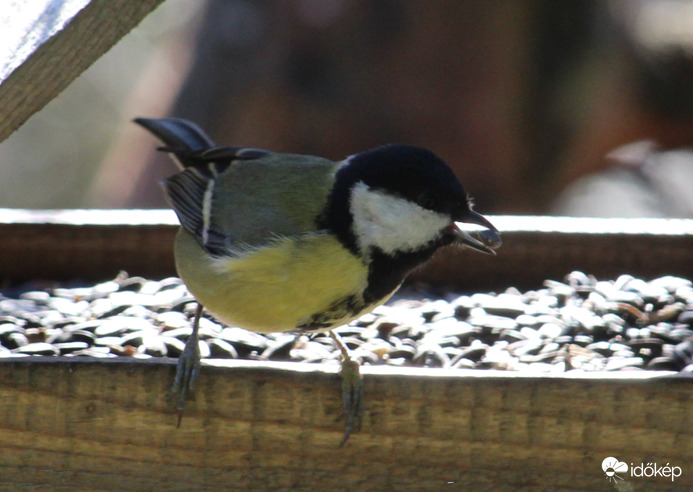 Fincsi falat - széncinke