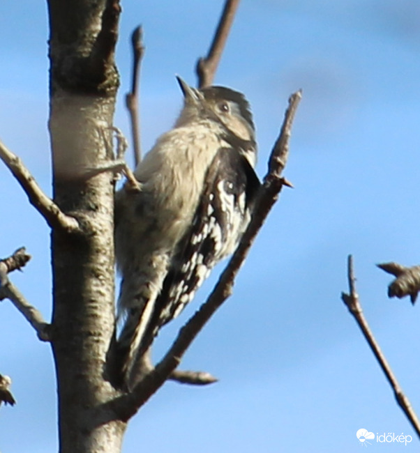 Először a kertben - Kis fakopáncs