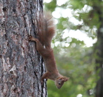 Nem megy a fejébe a vér - európai mókus