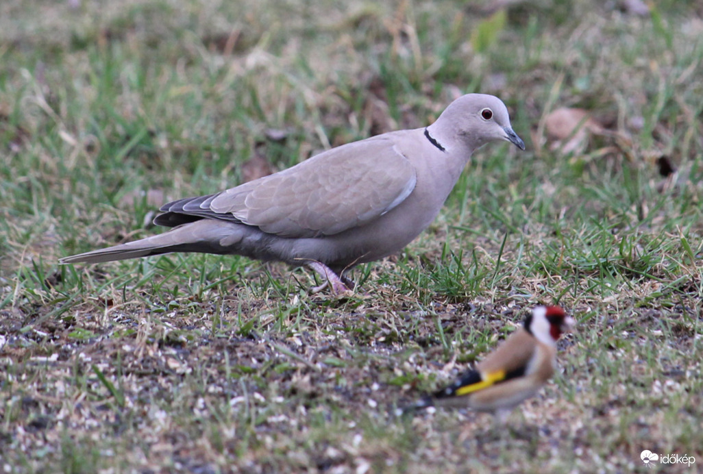 Méretarányok - Balkáni gerle és tengelic