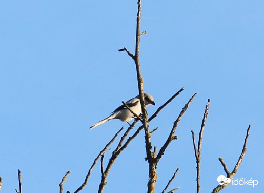 Figyellek titeket - nagy őrgébics